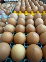 Semeni Egg Company