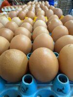 Semeni Egg Company